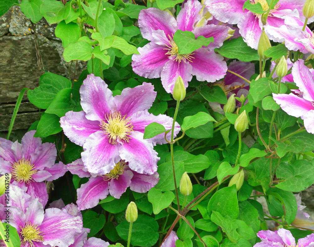 Clematis. Clematis.