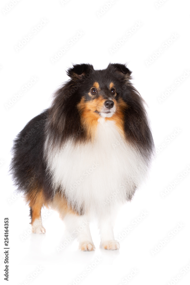 shetland sheepdog posing on white background shetland sheepdog posing on white background