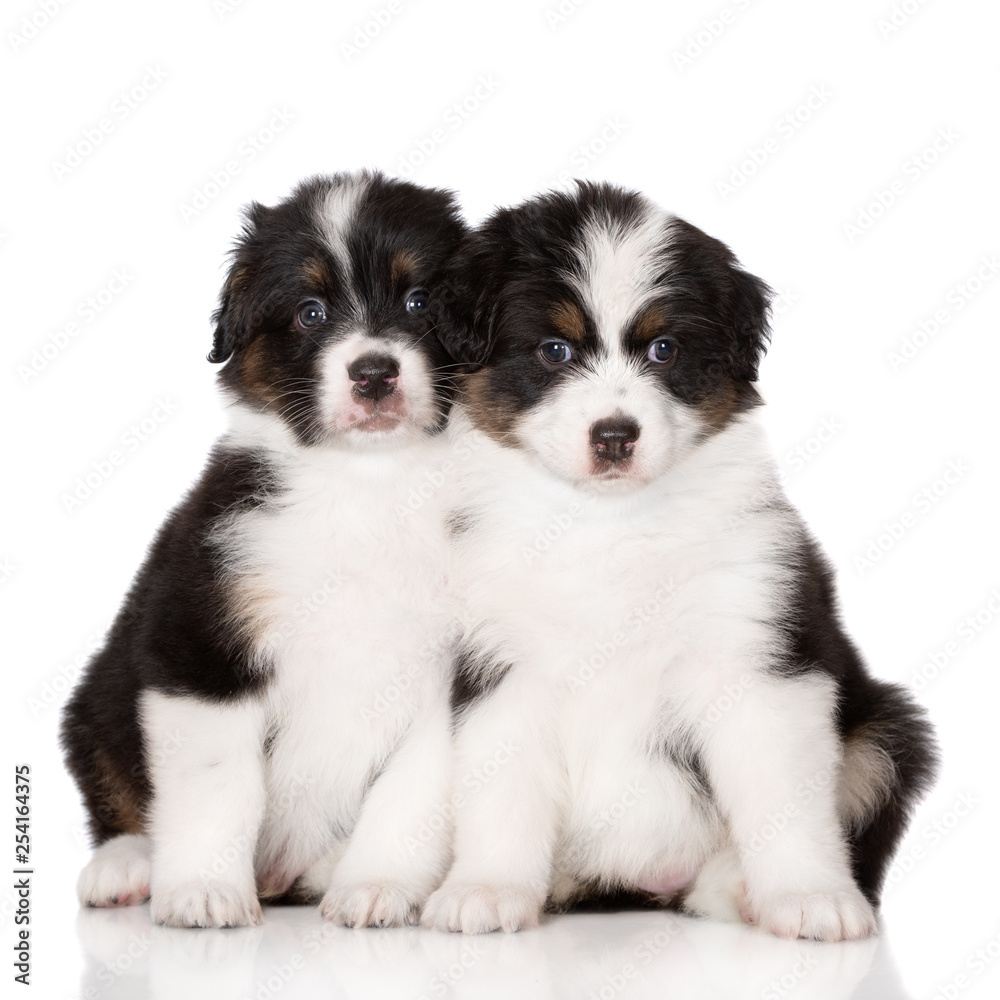 two australian shepherd puppies sitting together on white background