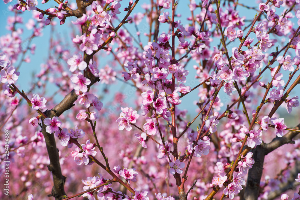 Blossoming peach tree branches, the background blurred. Blossoming peach tree branches, the background blurred.