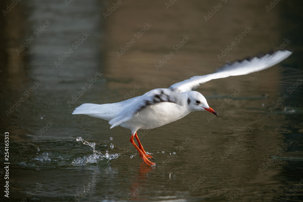 Fototapeta premium Common Sea Gull approaching a frozen river