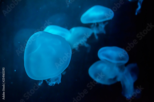 jellyfish in Aquarium