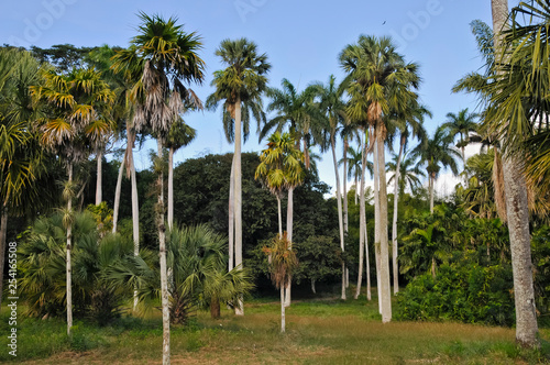 Tableau sur toile Botanischer Garten, Cienfuegos, Kuba