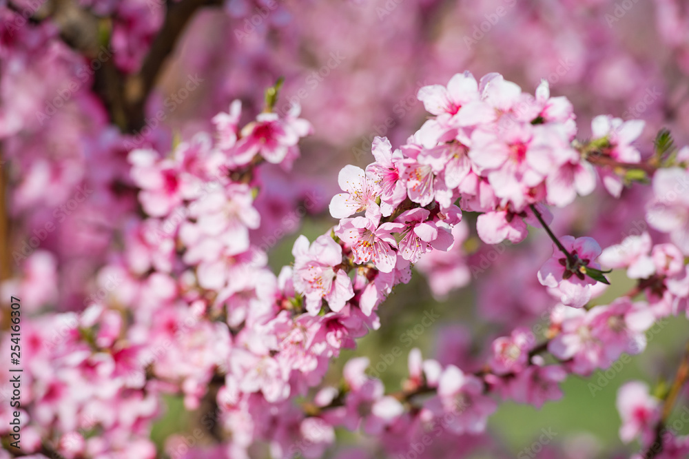 Blossoming peach tree branches, the background blurred.