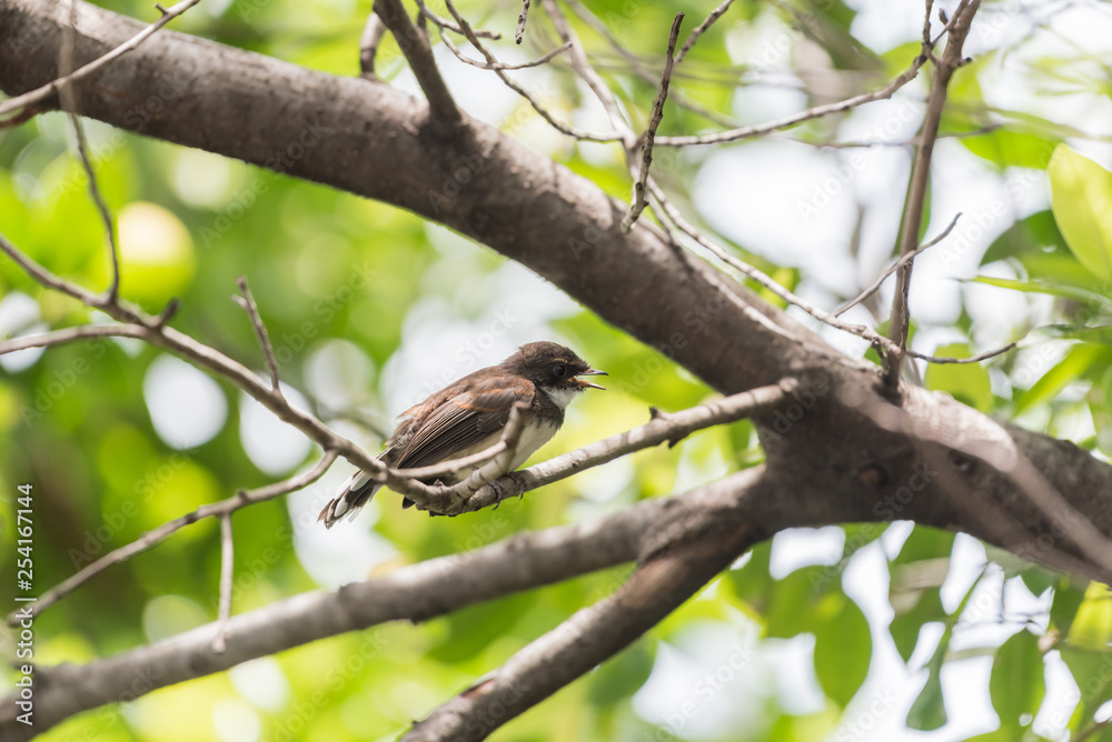 Bird (Malaysian Pied Fantail) in a nature wild Bird (Malaysian Pied Fantail) in a nature wild