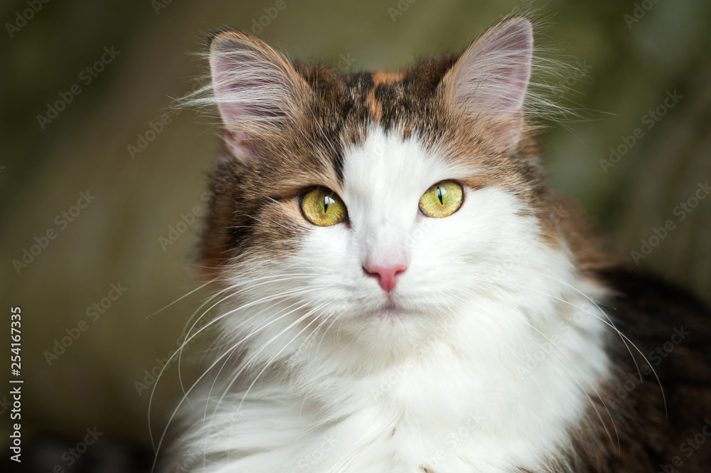 Fluffy, red cat resting in bright sunlight