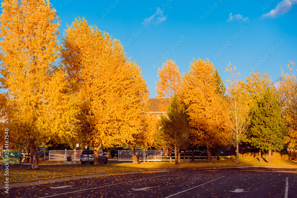 Golden Autumn, RV Camp