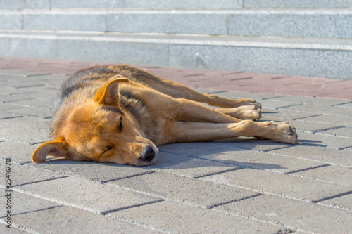 Homeless dog sunbathing at the causeway on a street © Garmon