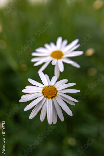 Fototapeta Naklejka Na Ścianę i Meble -  White daisy flowers on green blurred background close-up