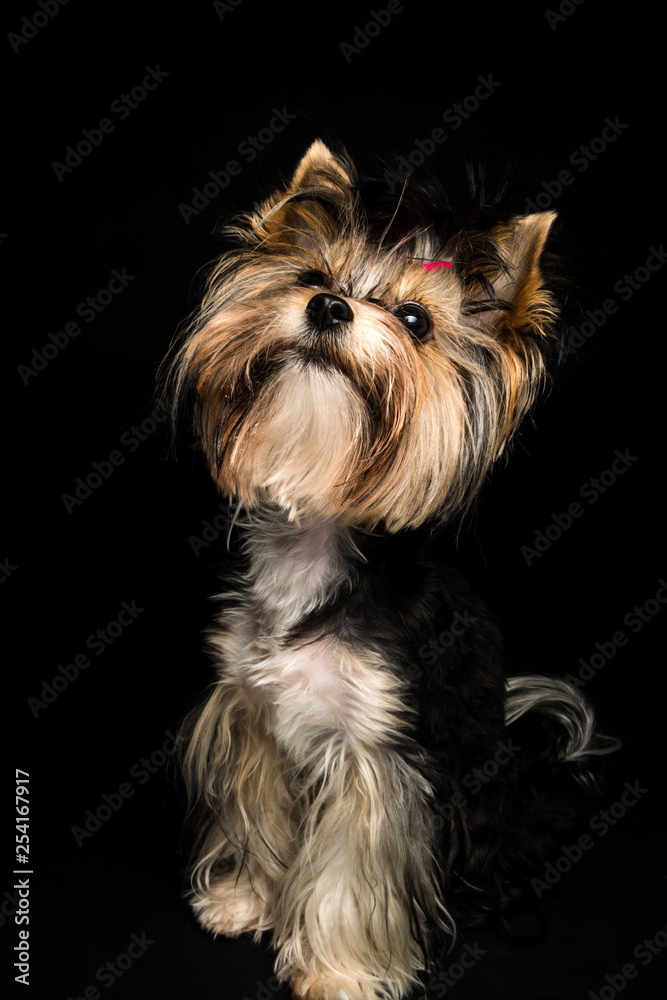 Biewer Yorkshire Terrier