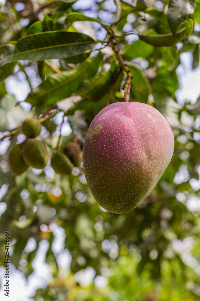 ripe big mango on a tree a healthy sweet and juicy Asian tropical fruit