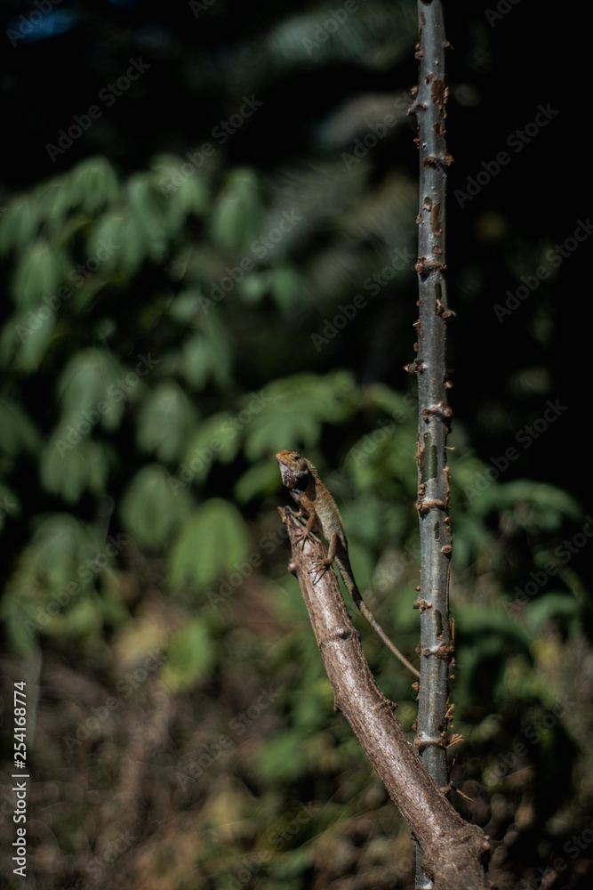 Naklejka premium Lizard