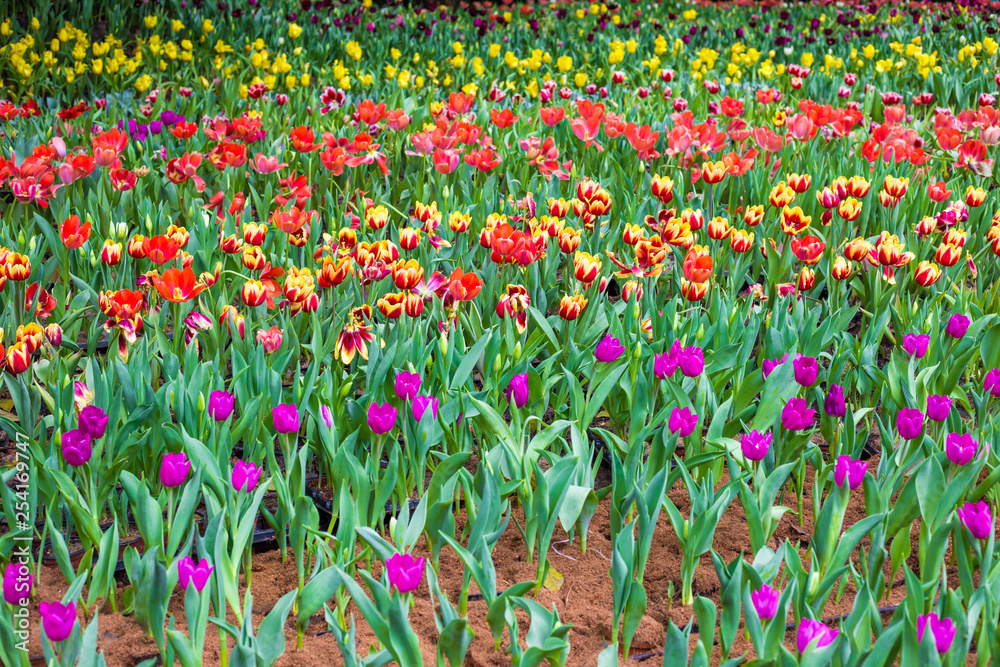Colorful tulip flower garden outdoor