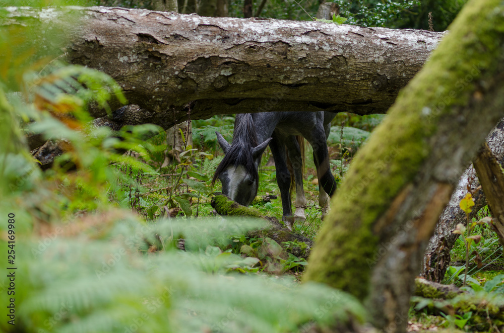 A portrait of a wild New Forest pony, one of the recognised mountain and moorland or native pony breeds of the British Isles. A portrait of a wild New Forest pony, one of the recognised mountain and moorland or native pony breeds of the British Isles.