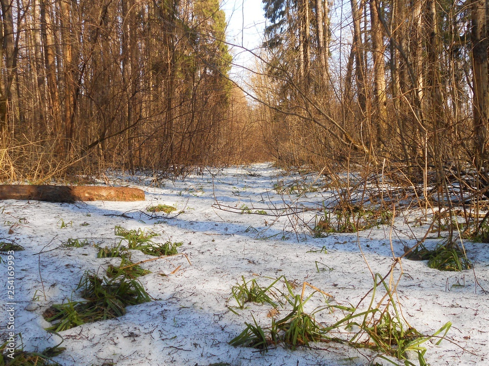 In the pines forest in start of spring In the pines forest in start of spring