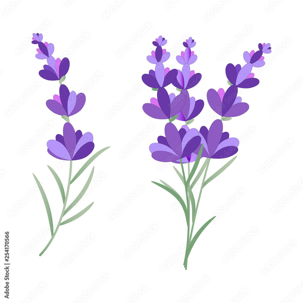 Vector eps10 drawing of lavender flower on white background. Bunch of provence lavender. 
