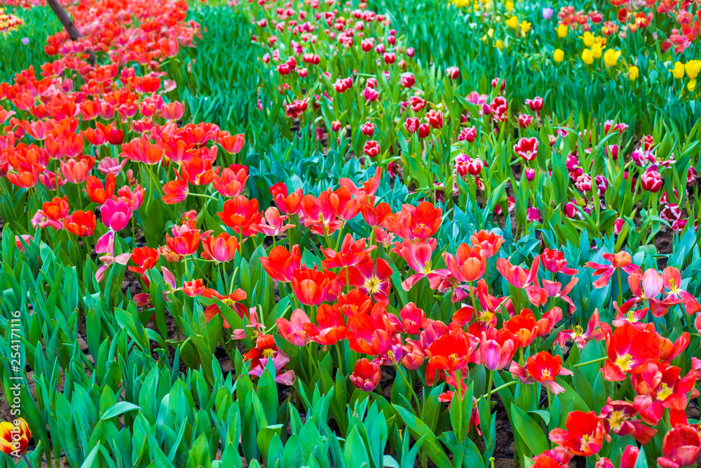 Fototapeta premium Colorful tulip flower garden outdoor