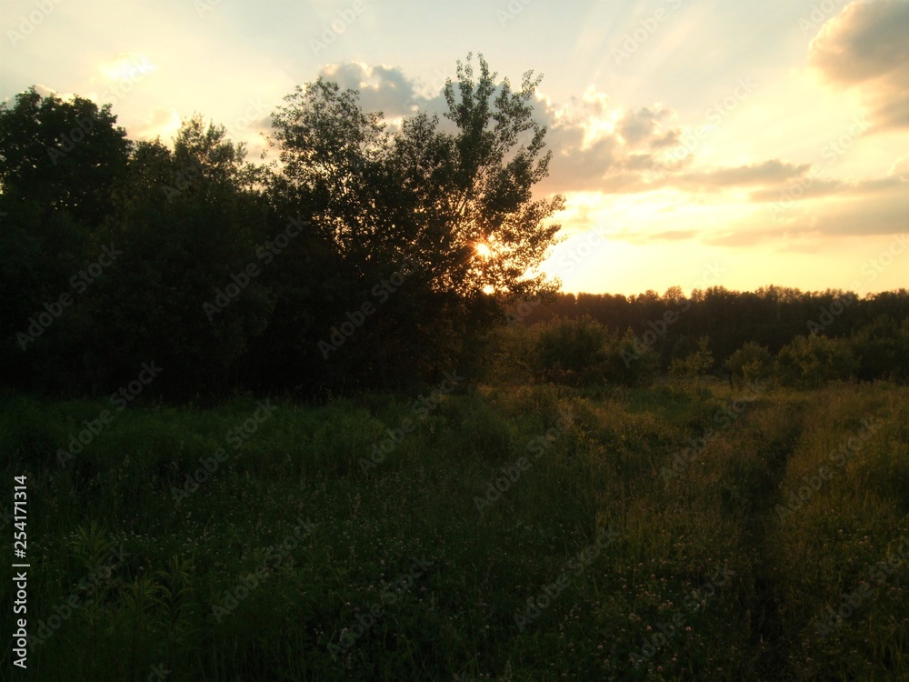 Sprawling tree in the field on the sunset.