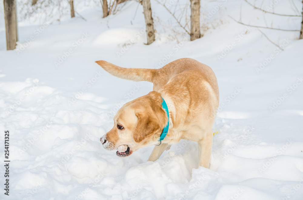 Labrador Retriever in the snow