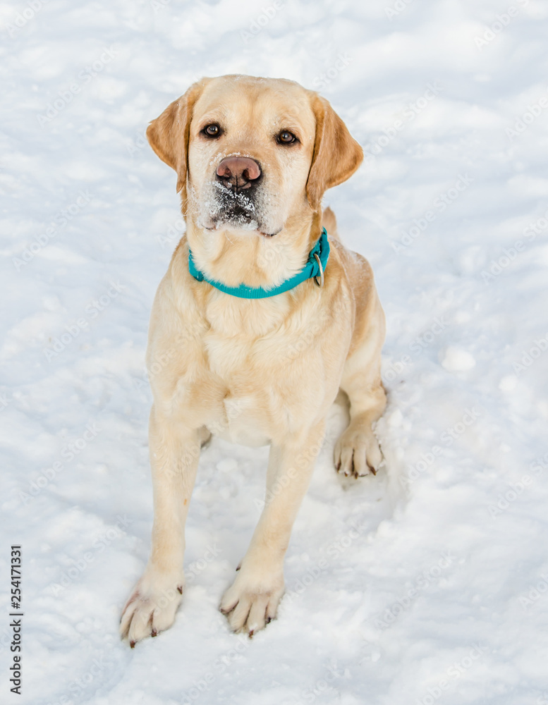 Labrador Retriever in the snow Labrador Retriever in the snow