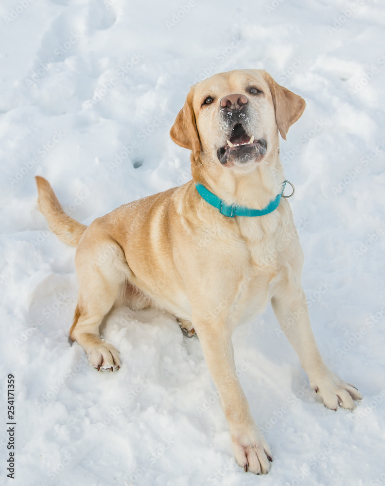 Labrador Retriever in the snow