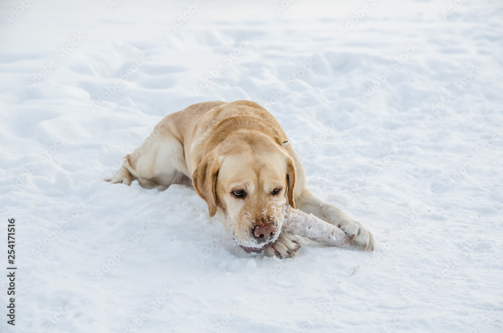 Labrador with a stick