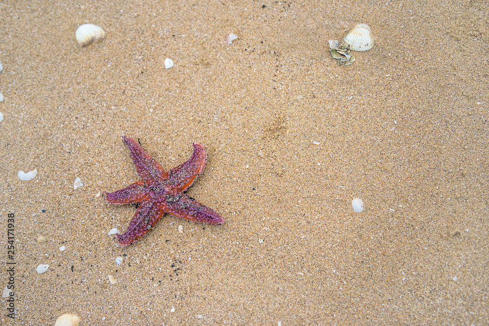 Starfish on the wet sand beach top view Starfish on the wet sand beach top view