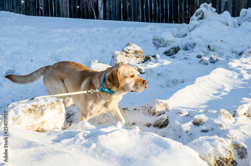 Fototapeta Naklejka Na Ścianę i Meble -  Labrador Retriever in the snow