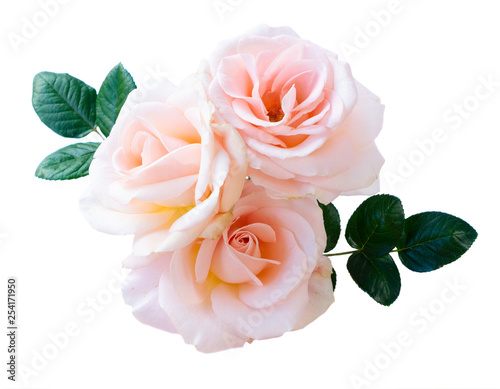 Pink rose on white