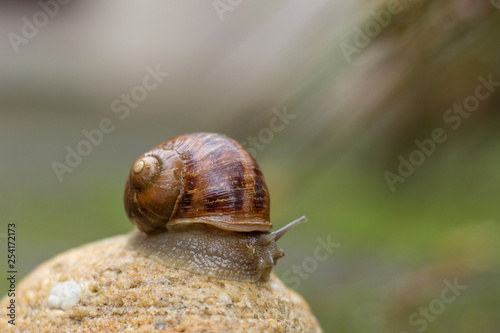 close up of a wet snail on a rock, shallow depth of field