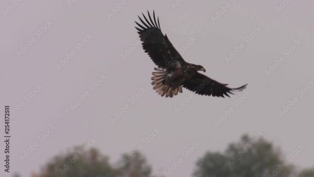 White-tailed eagle vs common otter White-tailed eagle vs common otter