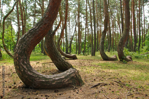 A crooked forrest in Poland with its bizarre trees. 