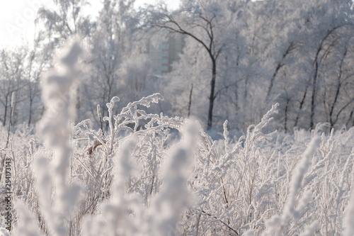 Siberia. Altai region. Dominated by frost © Vasily