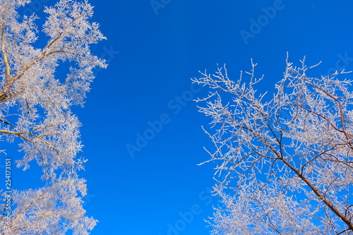 Siberia. Altai region. Trees dressed in snow against a deep blue sky