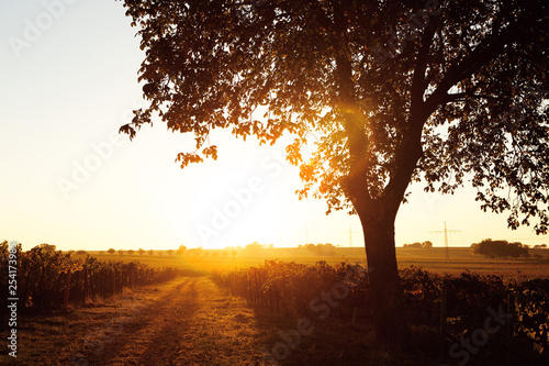 Sunrise sunset with tree