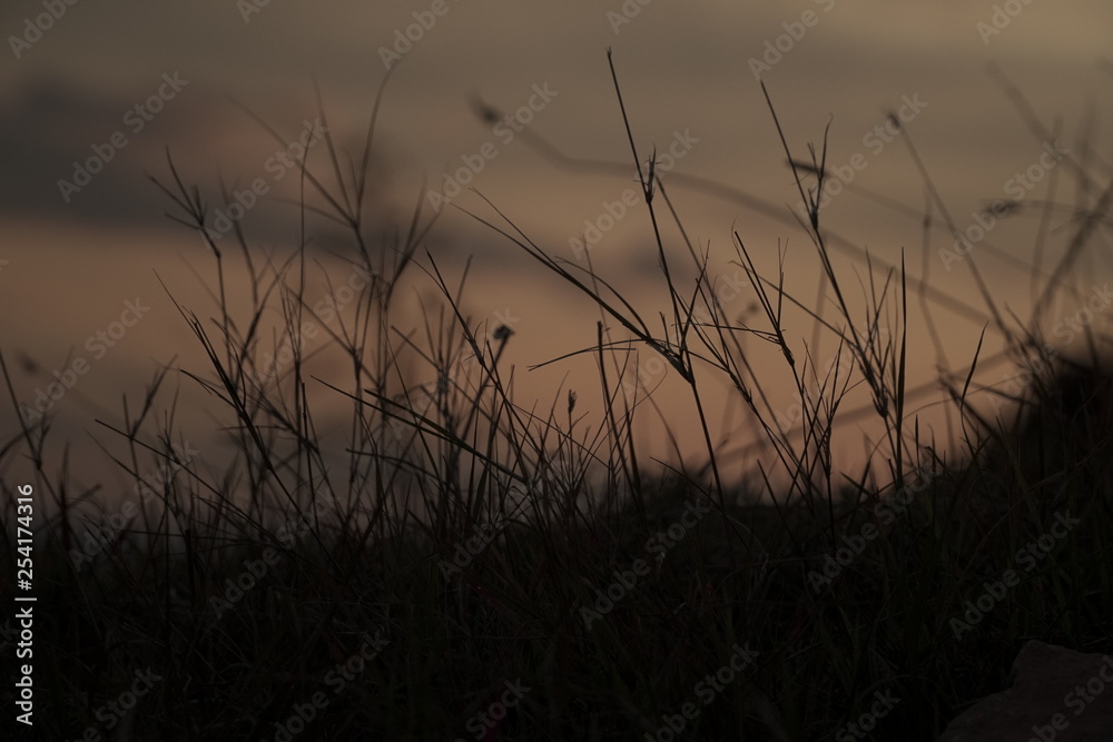 Obraz premium plantas en anochecer de perfil