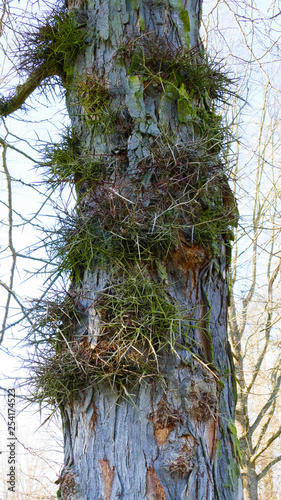 Gleditschie Baum, Lederhülsenbaum mit langen Stacheln, Dornen an der Rinde photo