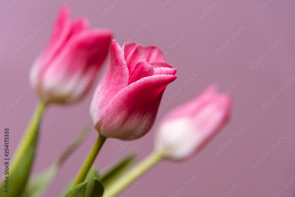 Fototapeta premium Pink tulips flowers on pink background, close up. Spring background for design. Women's day, Mother's day, Valentines day card