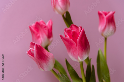 Pink tulips flowers on pink background, close up. Spring background for design. Women's day, Mother's day, Valentines day card