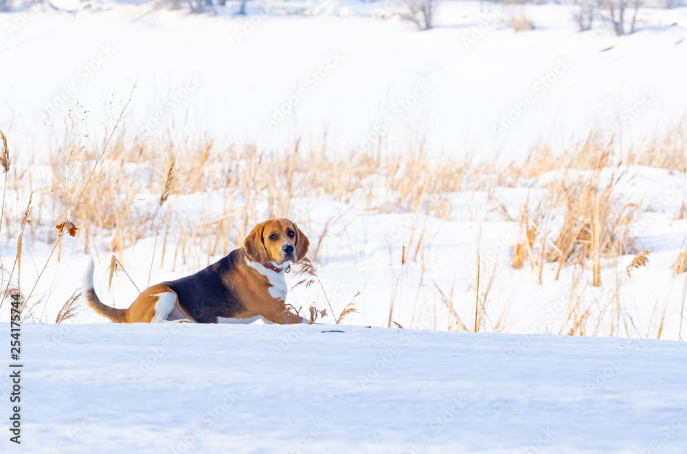 The dog walks in the winter in the forest. Sunny and frosty day. Dog breed Beagle.