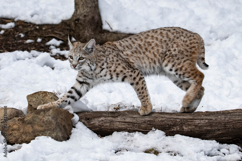 Fototapeta premium Graceful Lynx