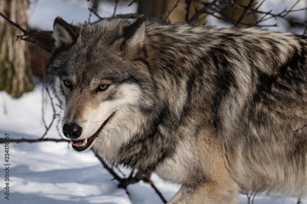 Smiling Wolf Smiling Wolf