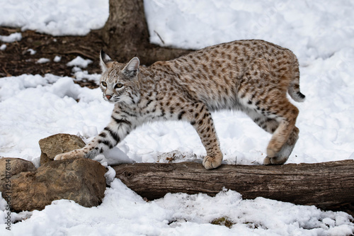 Graceful Lynx