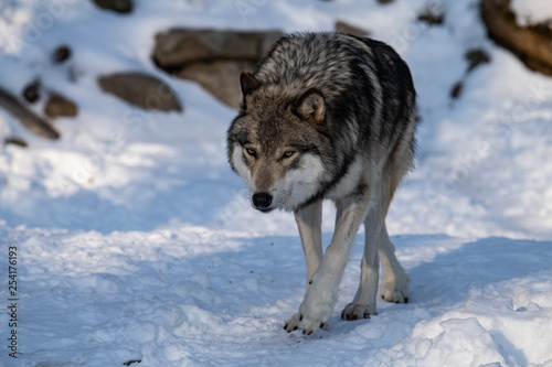 Fototapeta śnieg dziki ssak zwierzę