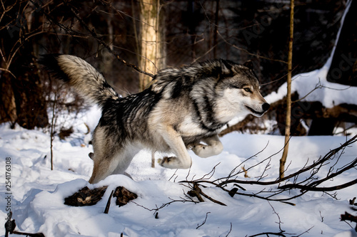 Timber Wolf Leaping