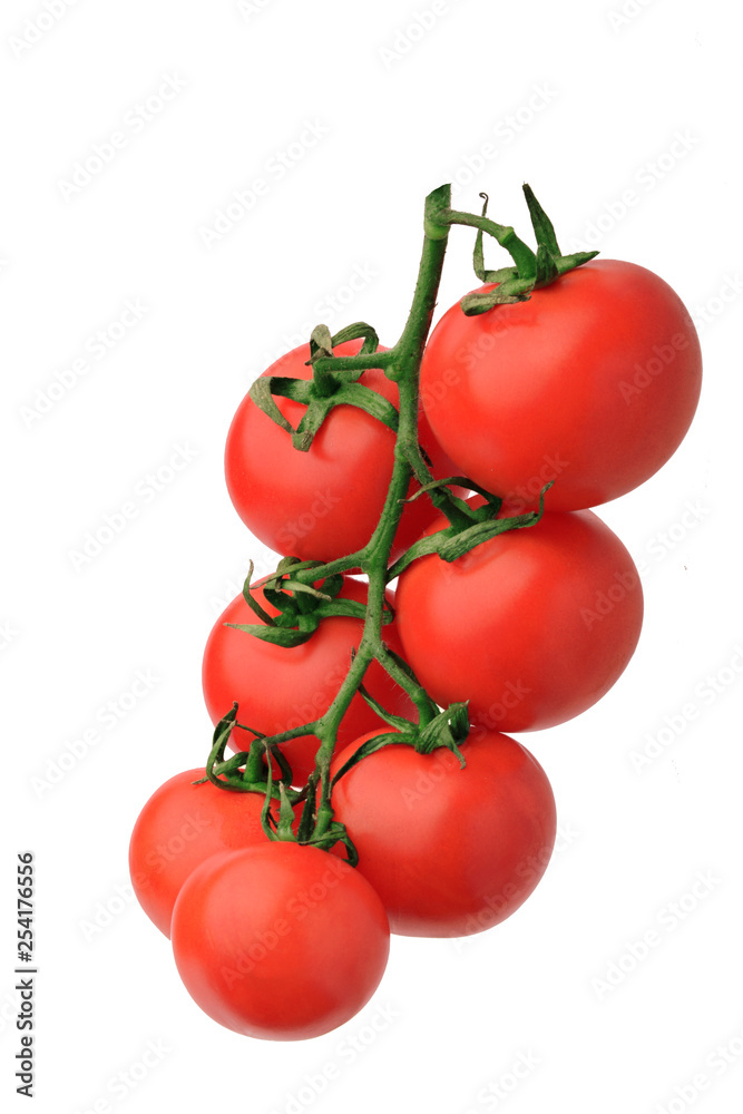 Tomatoes on the Vine with a clipping path, isolated on white. The image is in full focus.