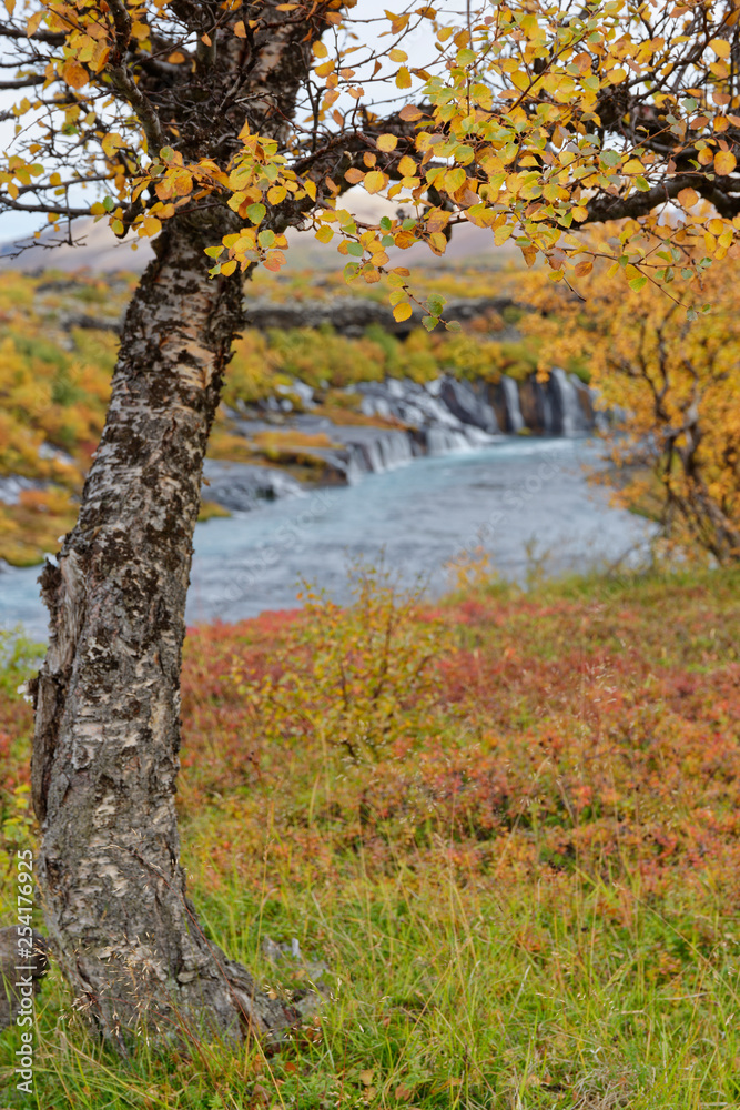 Birke (Betula) im Herbstkleid, Hraunafossar, Island