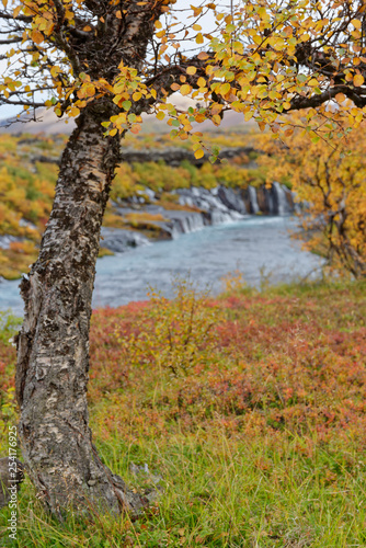 Birke (Betula) im Herbstkleid, Hraunafossar, Island