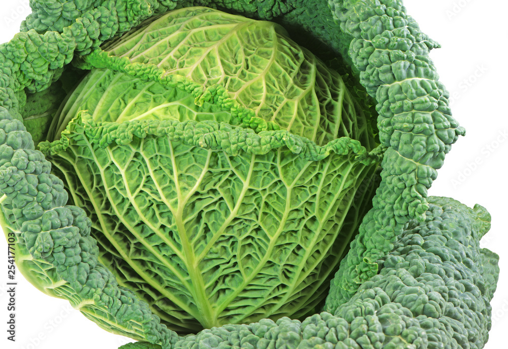 Isolated fresh savoy cabbage head