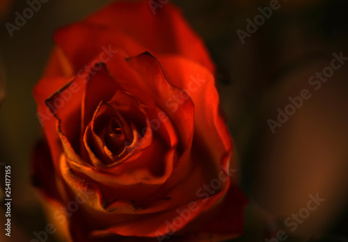 Rot blühende Rose